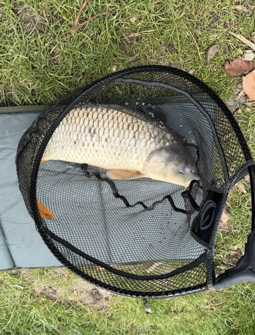 Common Carp caught by chriswatts85