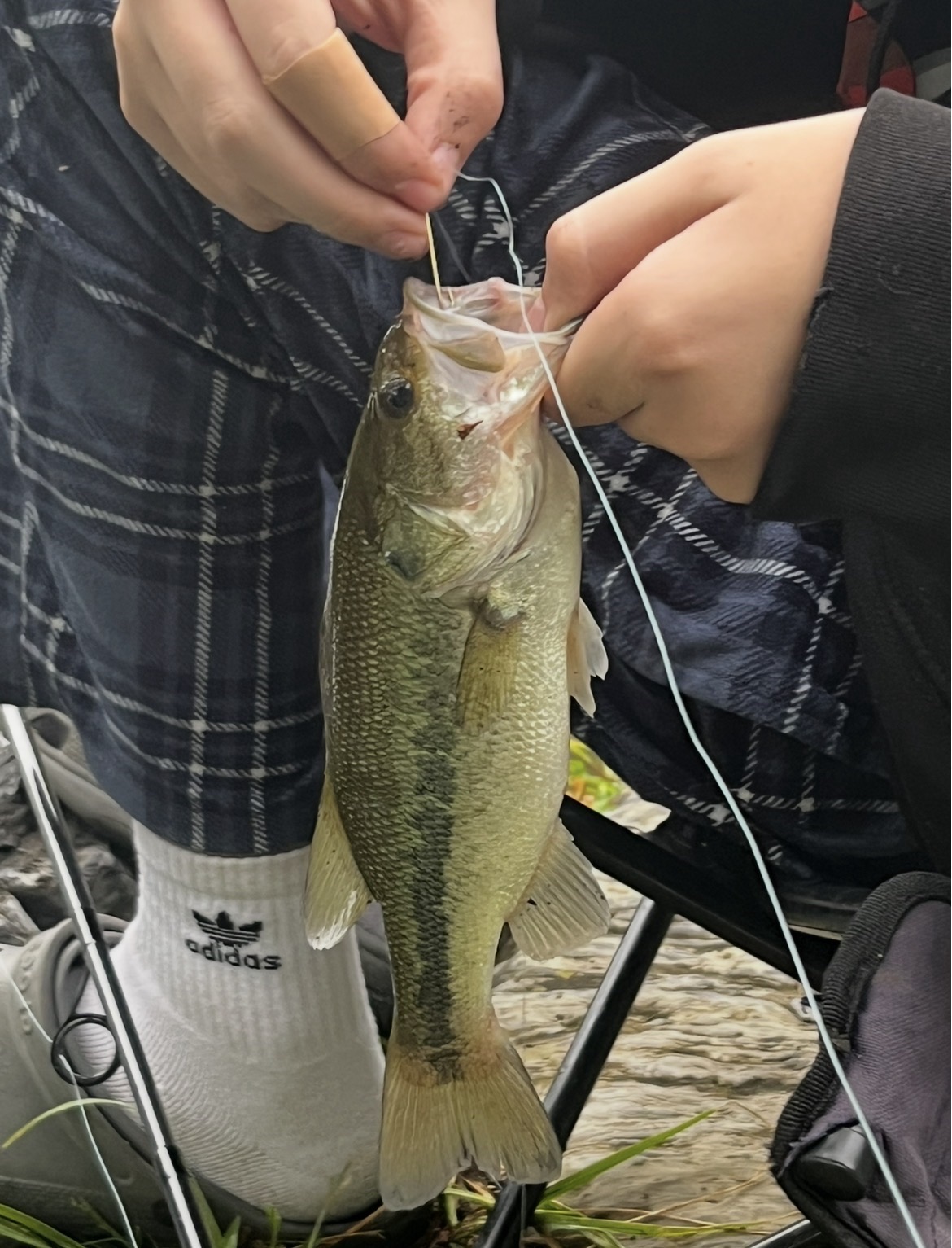 Bass caught by jdg