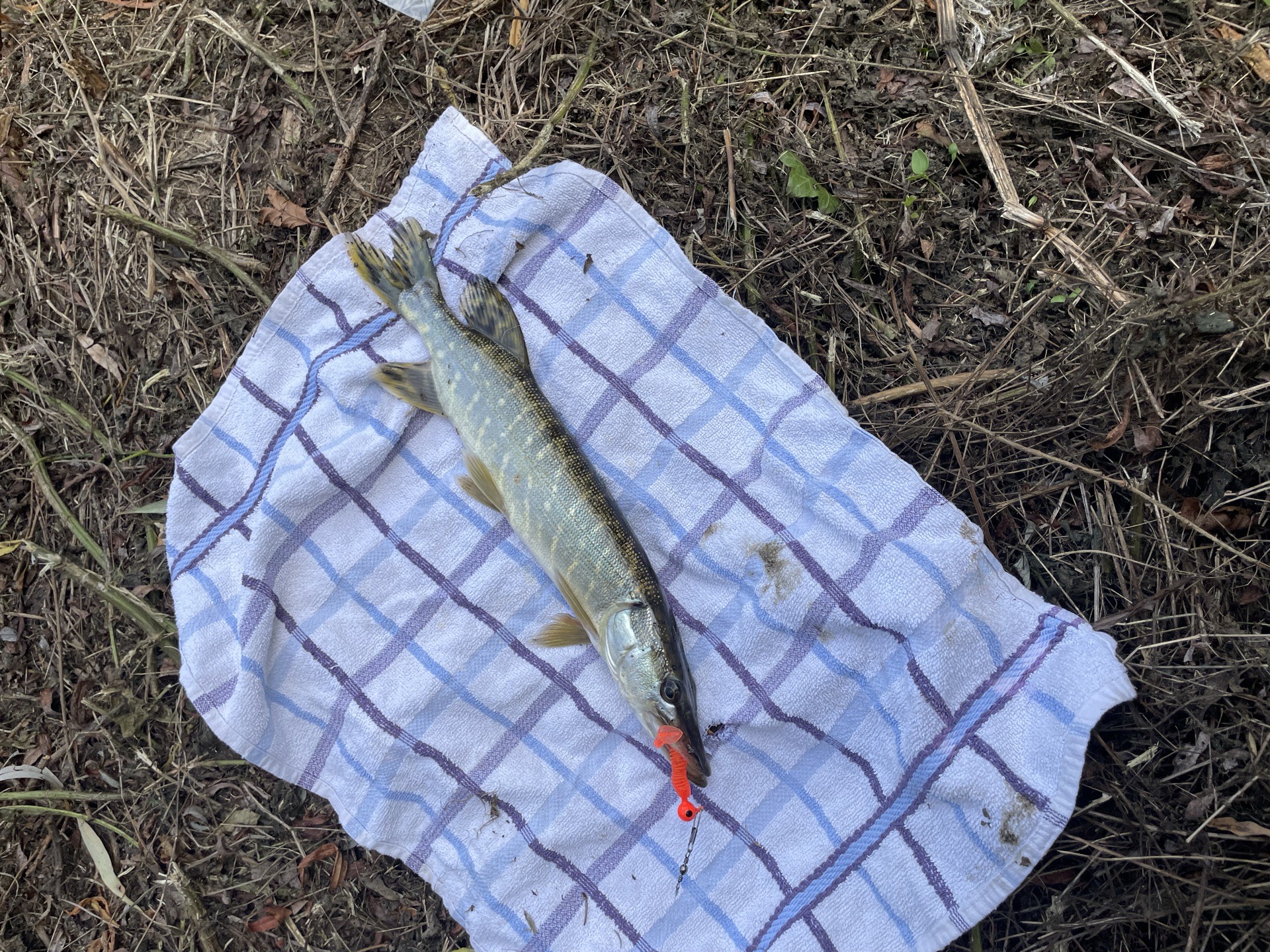 Pike caught by fishydishy
