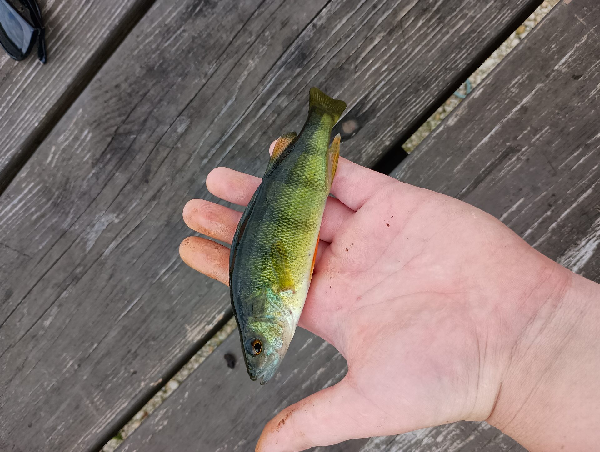 Perch caught by anthony_27