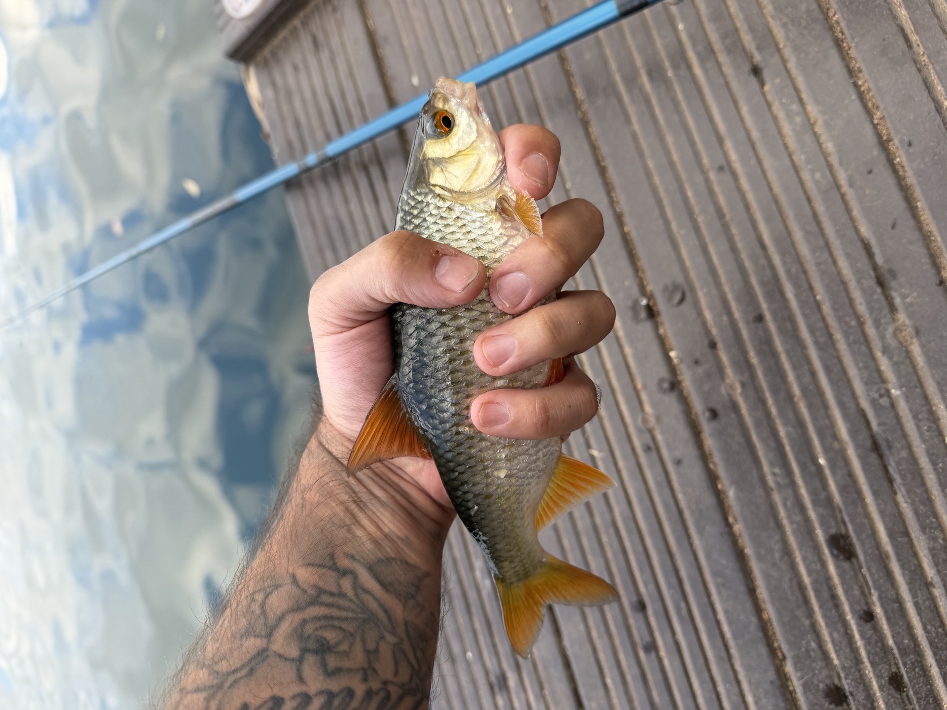 Roach/Rudd Hybrid caught by p0ps