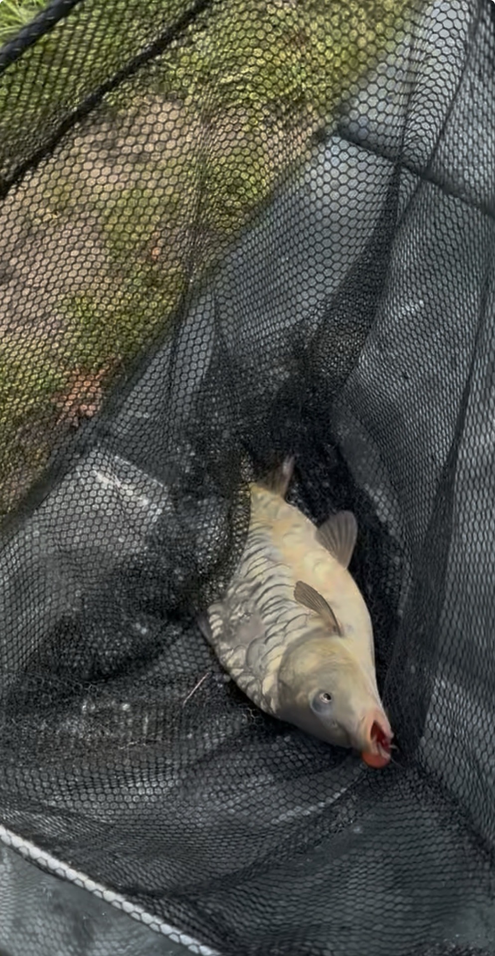 Common Carp caught by chriswatts85