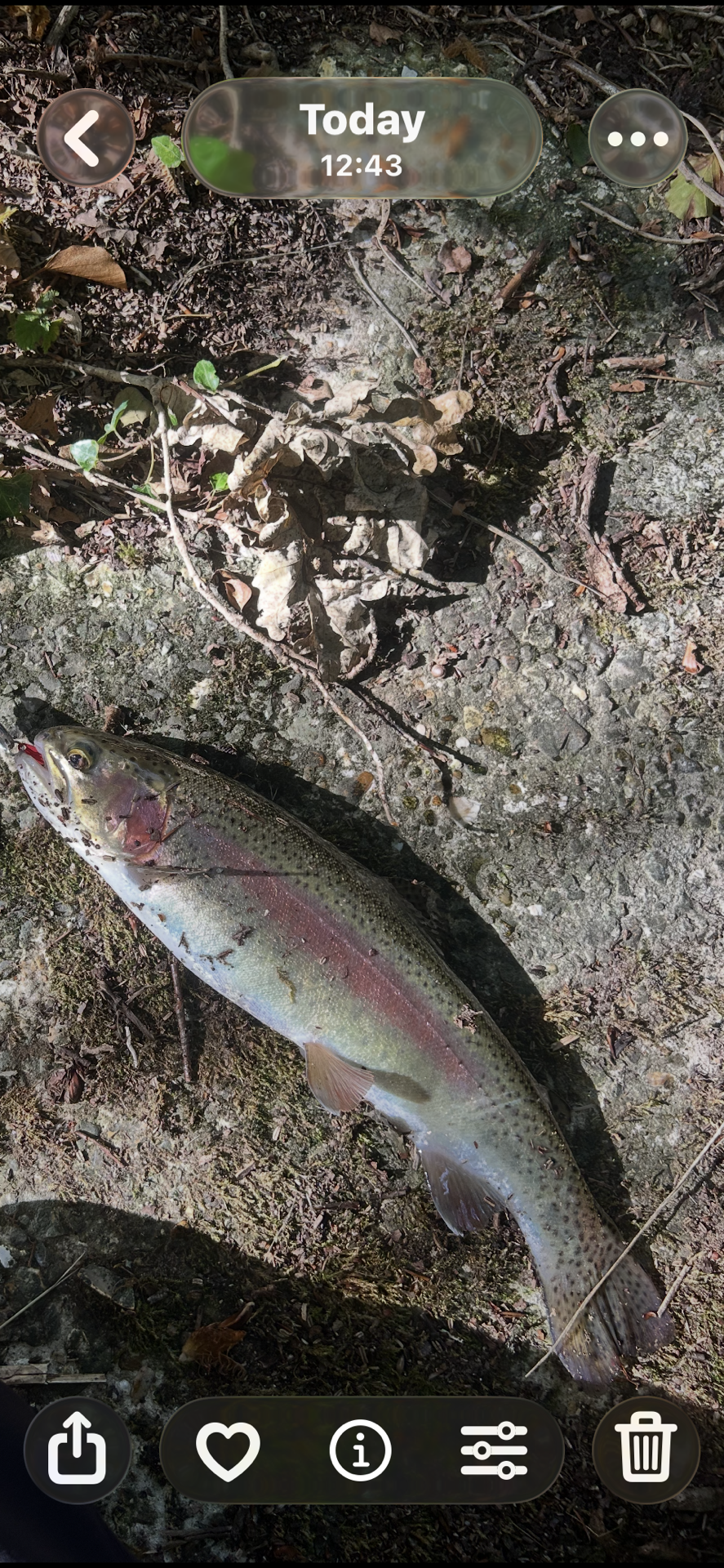 Rainbow trout caught by lewiss