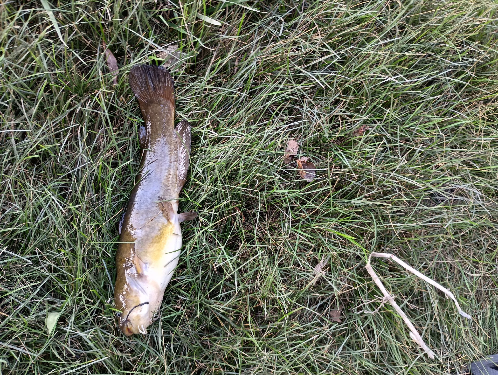 yellow bullhead caught by anthony_27