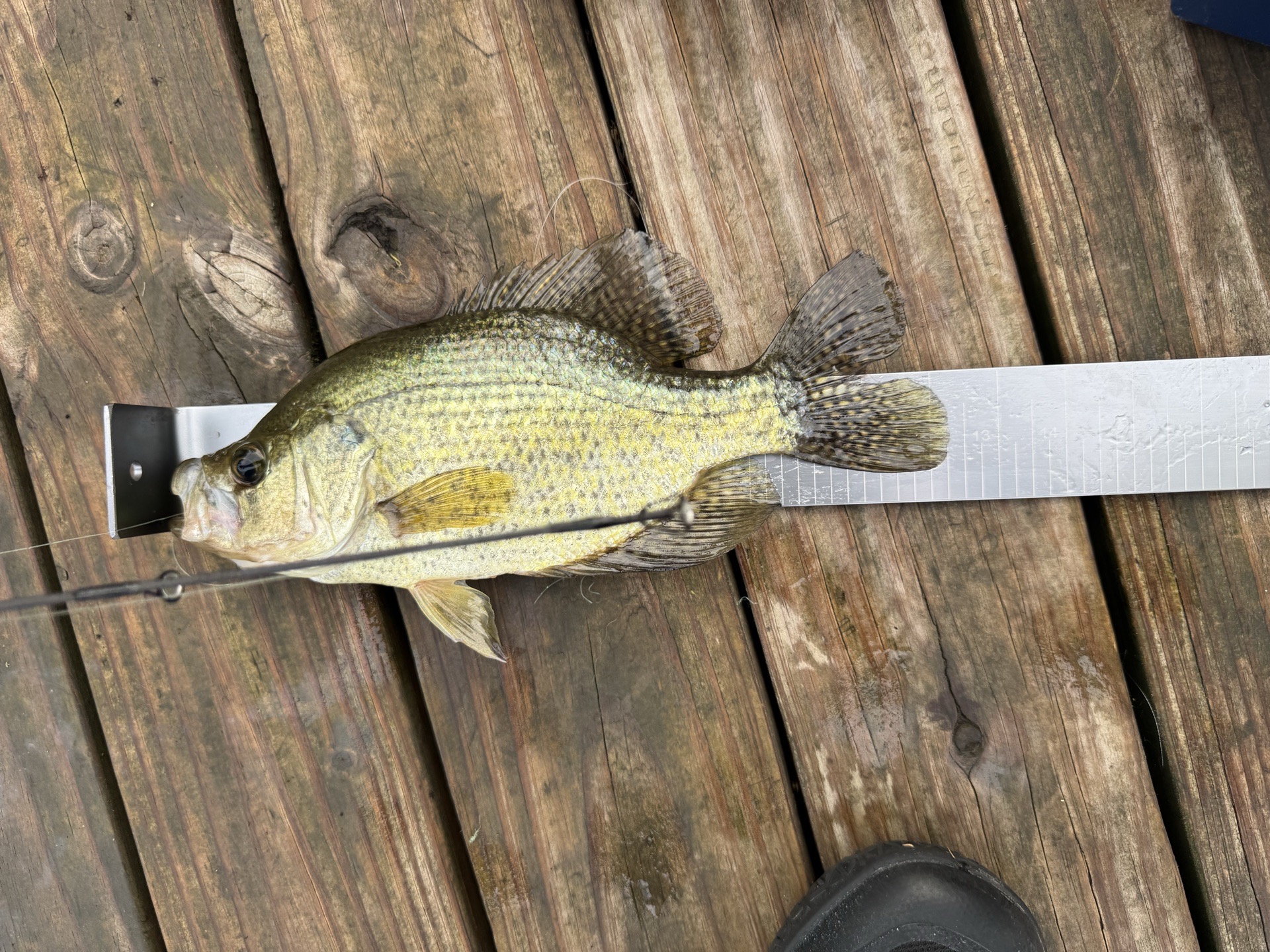 crappie caught by petrichor