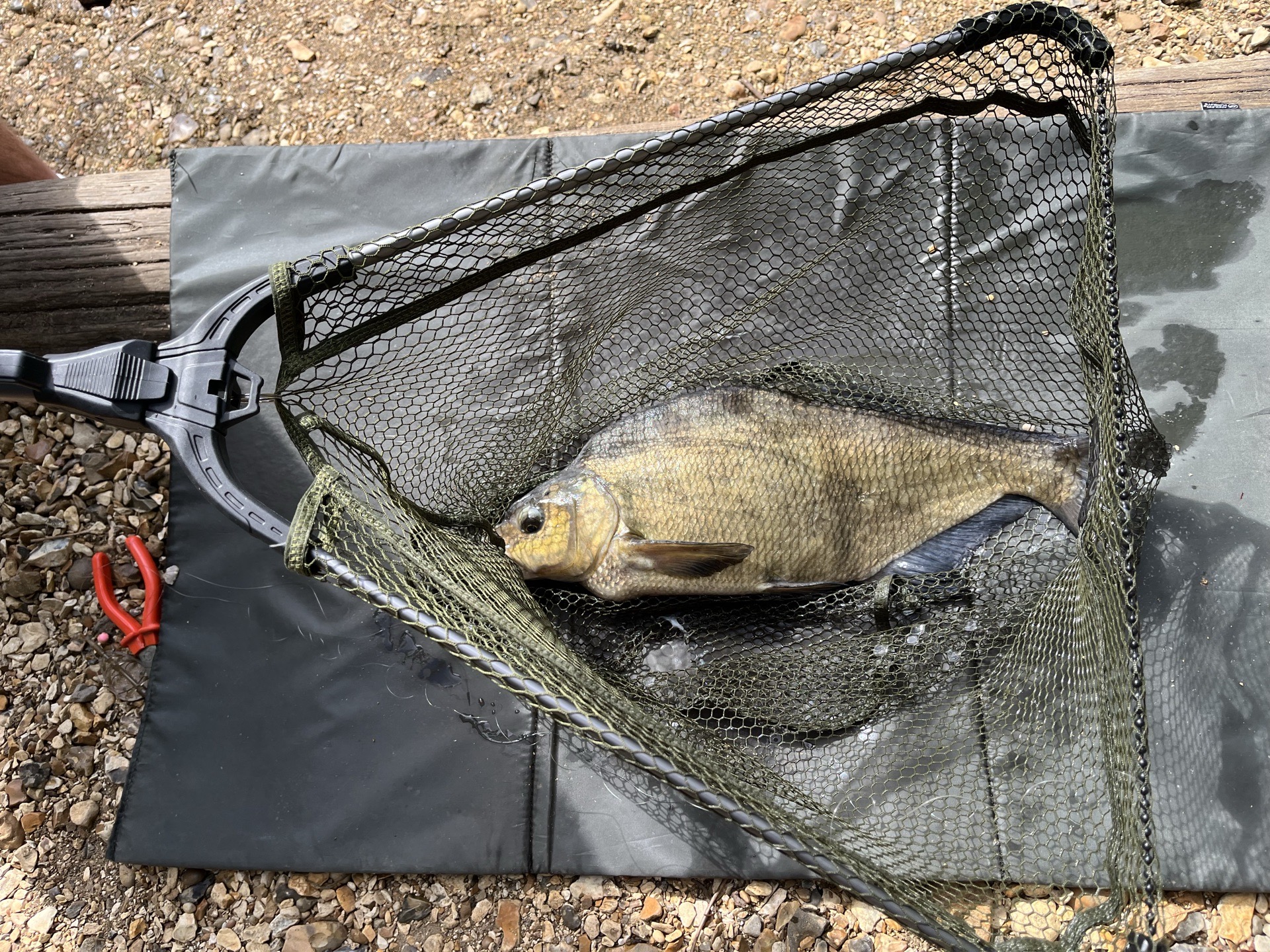 Bream caught by d1ll0n