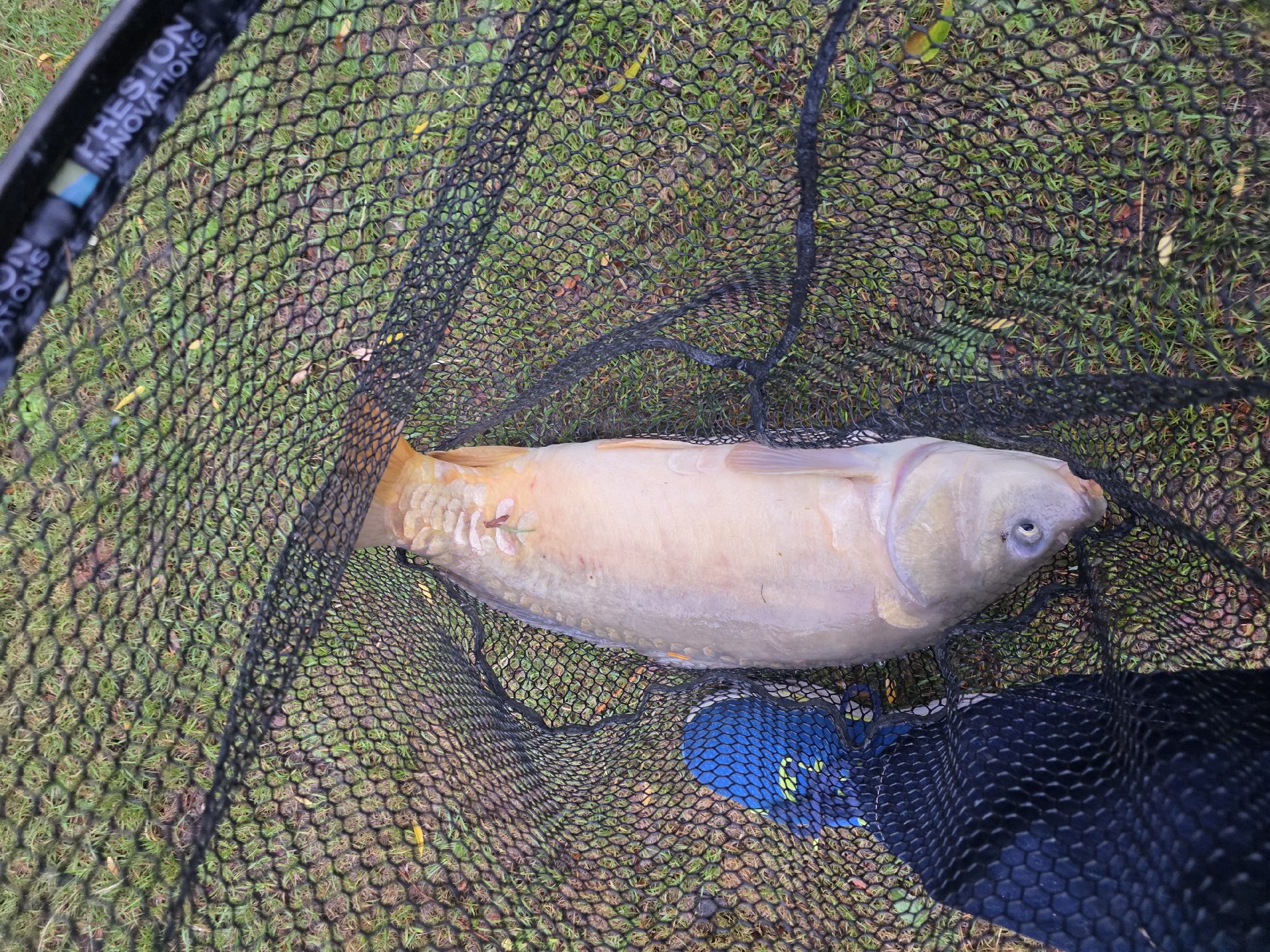 Carp caught by sharonb