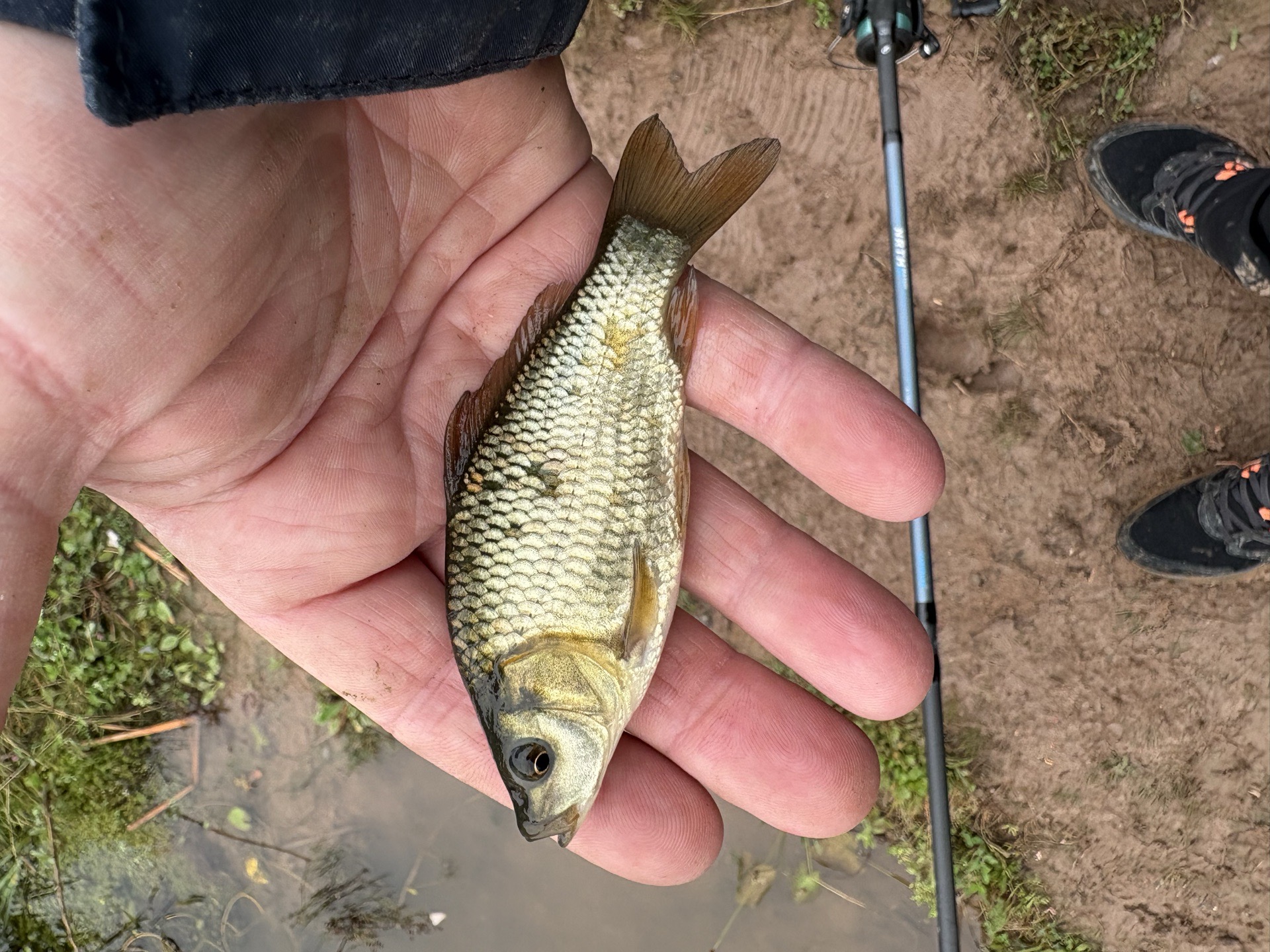 Common Carp caught by mikethebrick & Gige