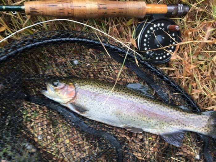 Rainbow trout caught by jaysea