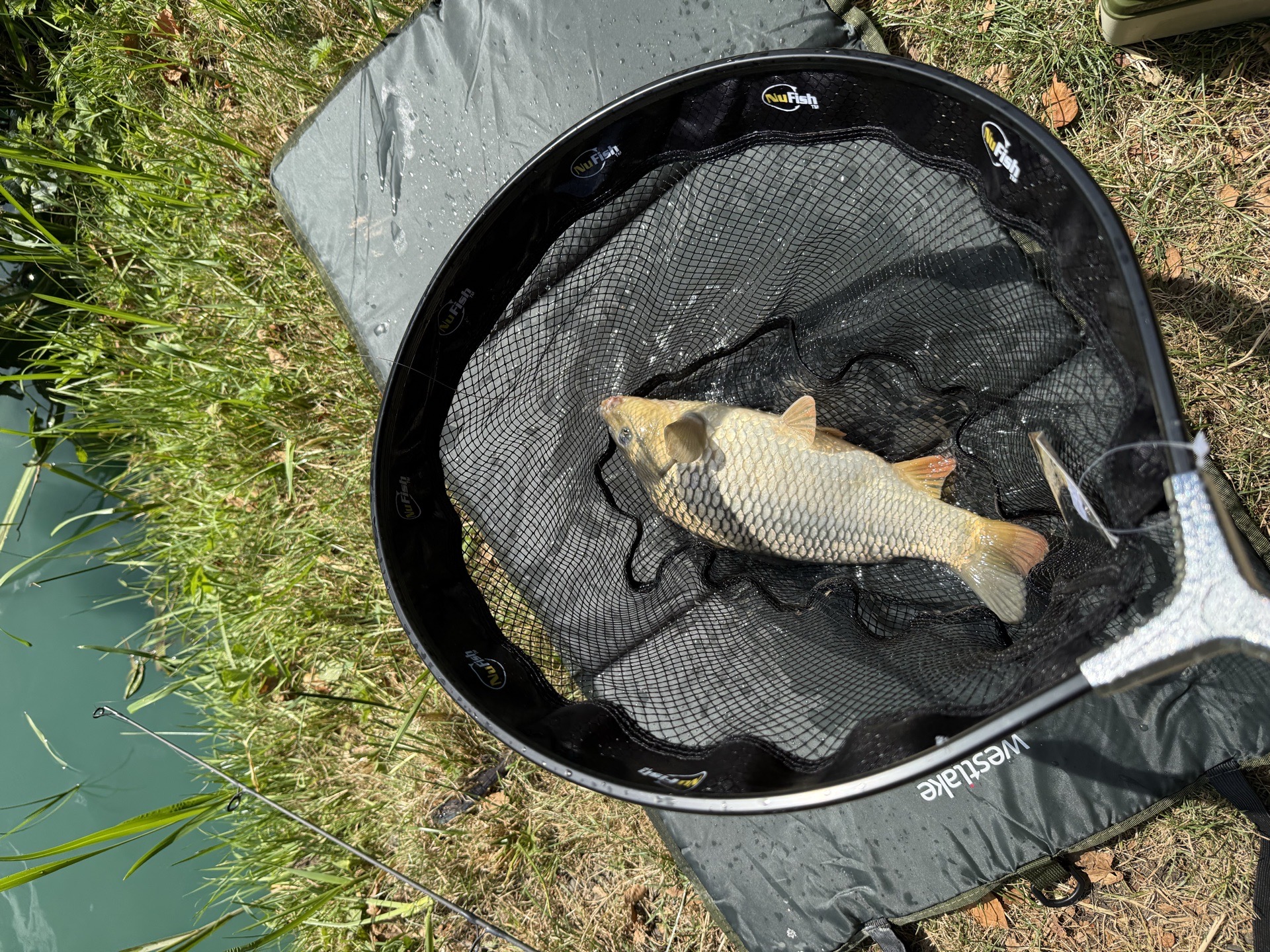 Common Carp caught by chriswatts85