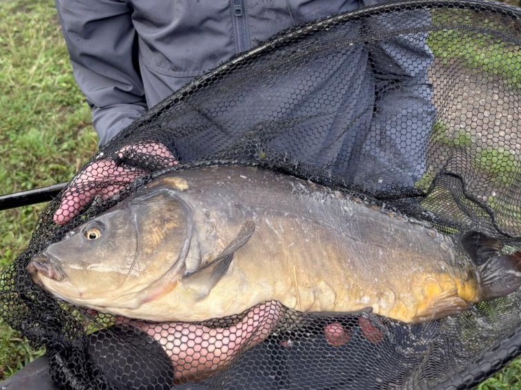 Carp caught by juliancarpfisher