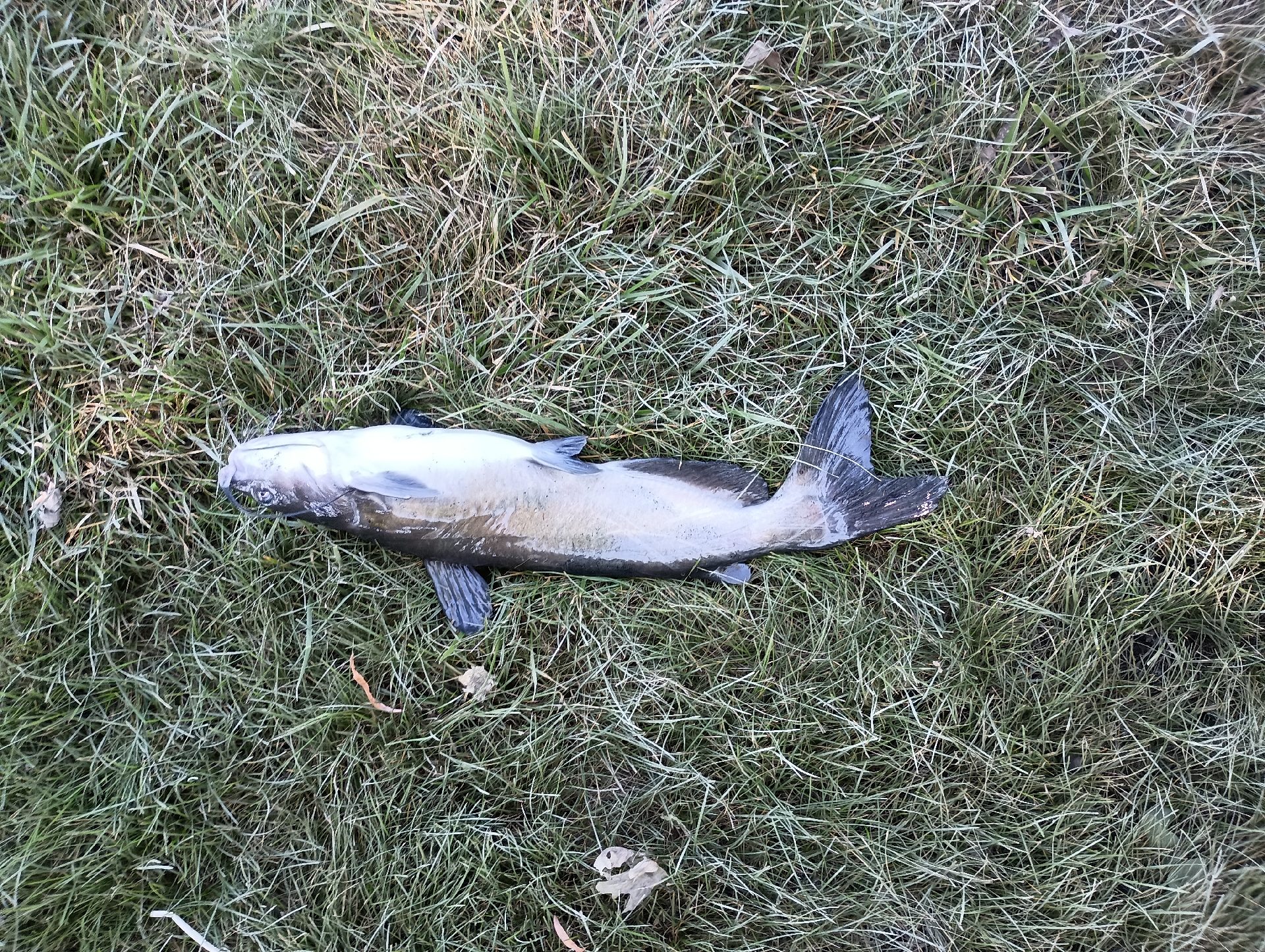 Bullhead catfish caught by anthony_27
