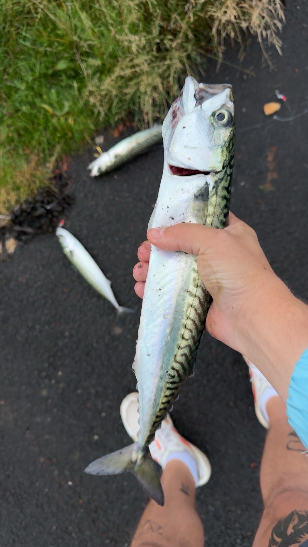 mackerel caught by naithh