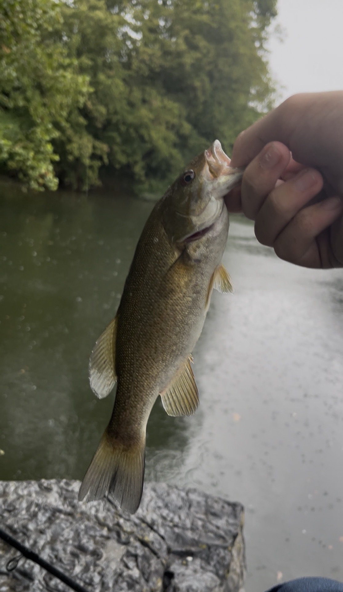 Bass caught by jdg