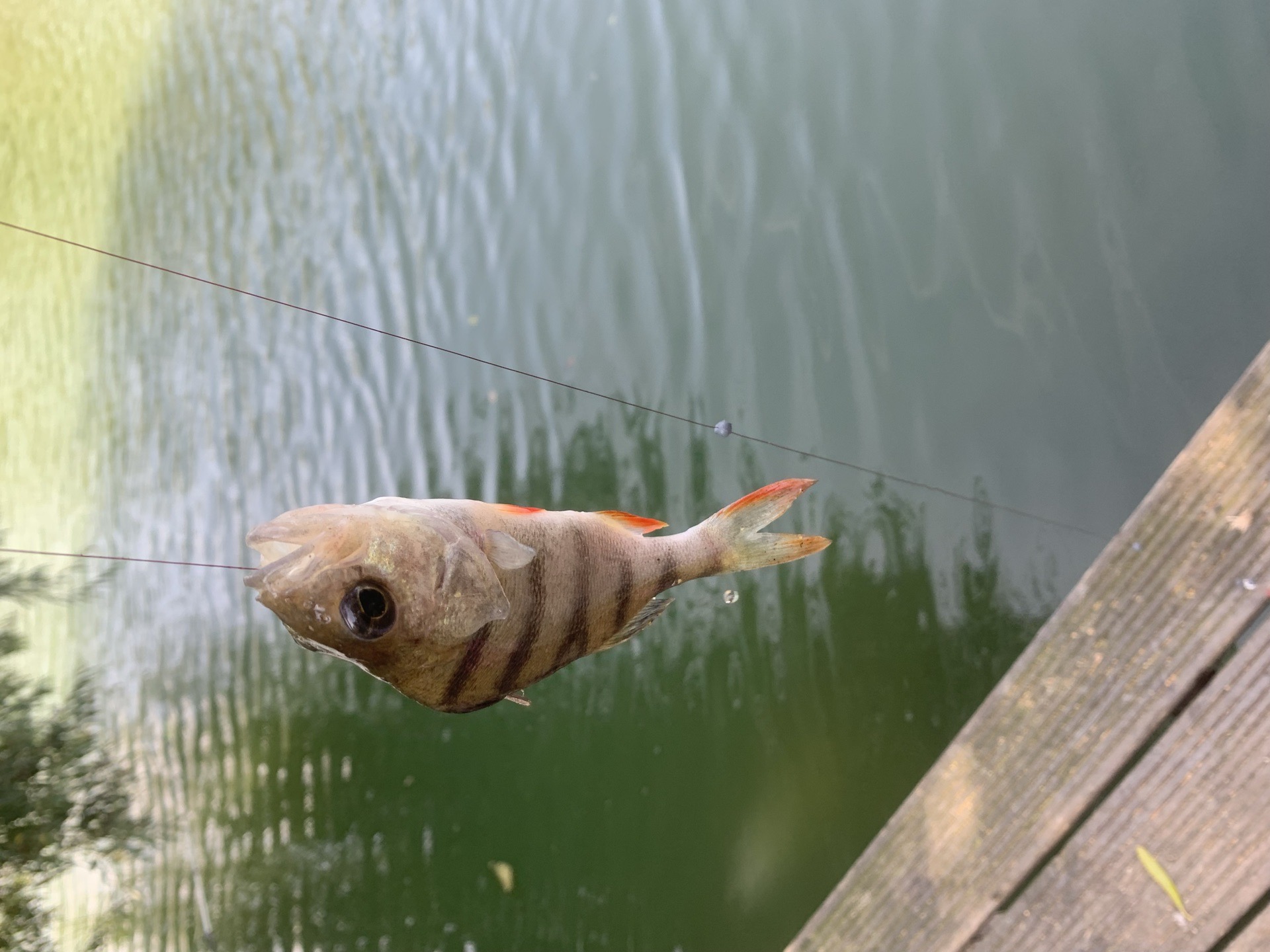 Perch caught by sonic_blast47