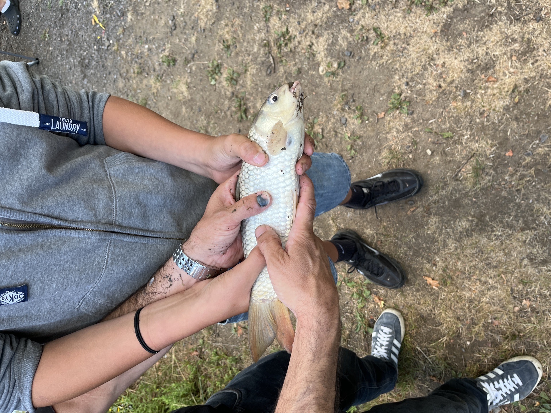 Carp caught by alfeo