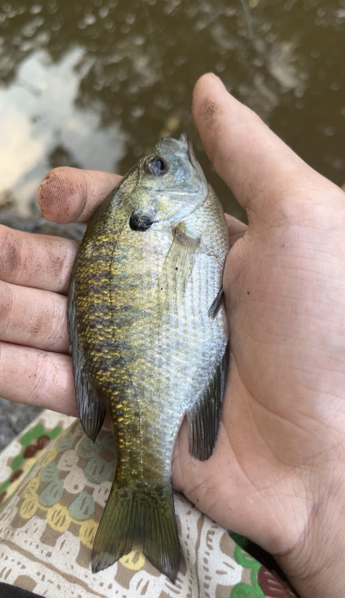 Unknown caught by jdg
