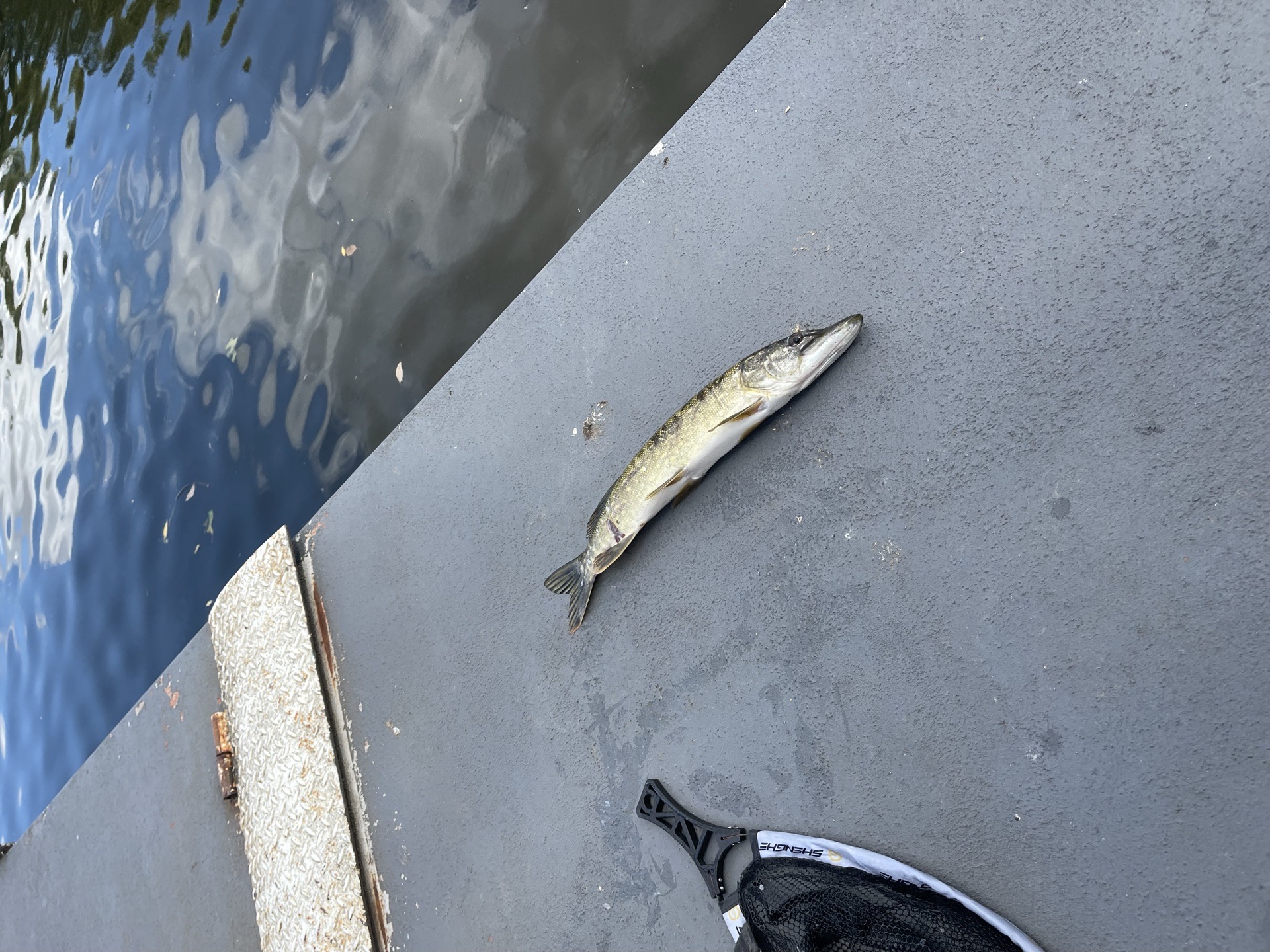 Pike caught by geabowski