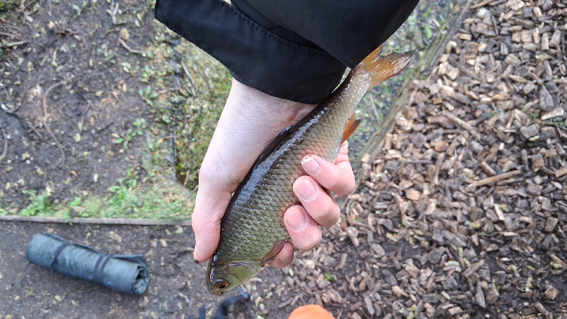 Roach caught by fisherboy