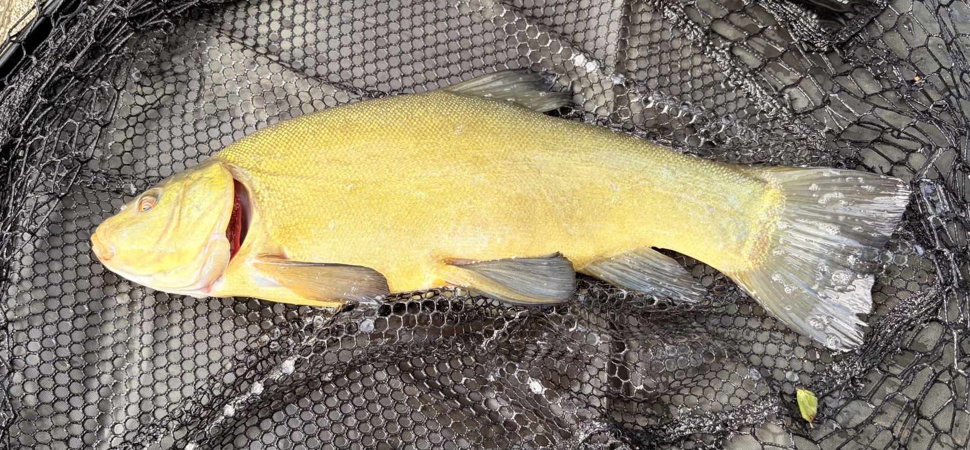 Tench caught by lmerry