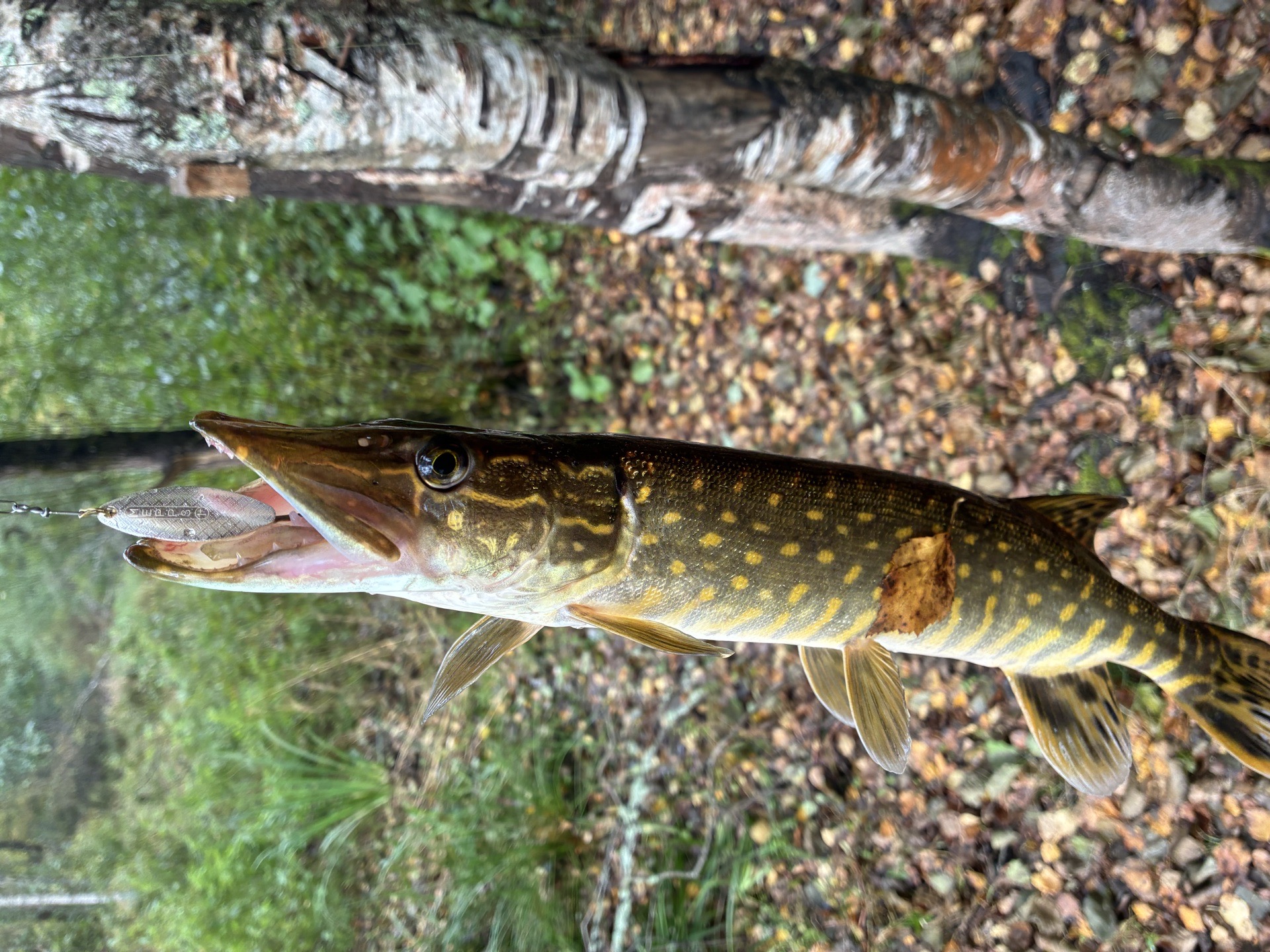 Pike caught by sergey