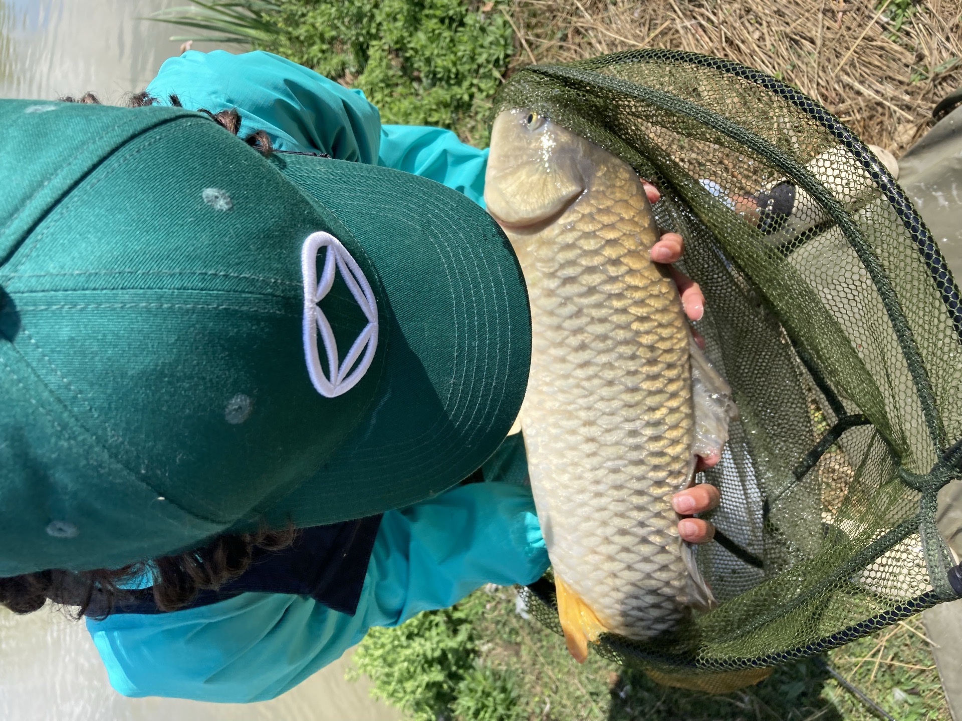 Common Carp caught by luciancast26