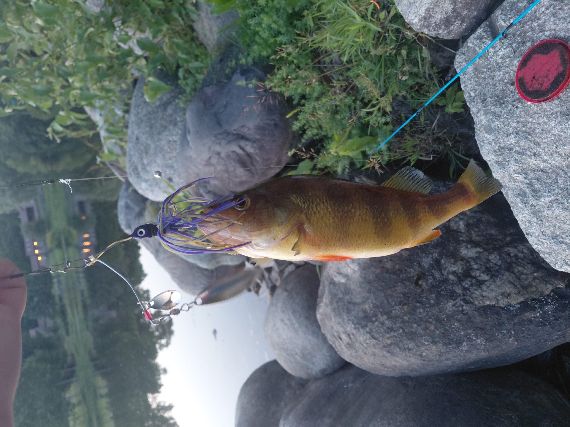 perch caught by rose232
