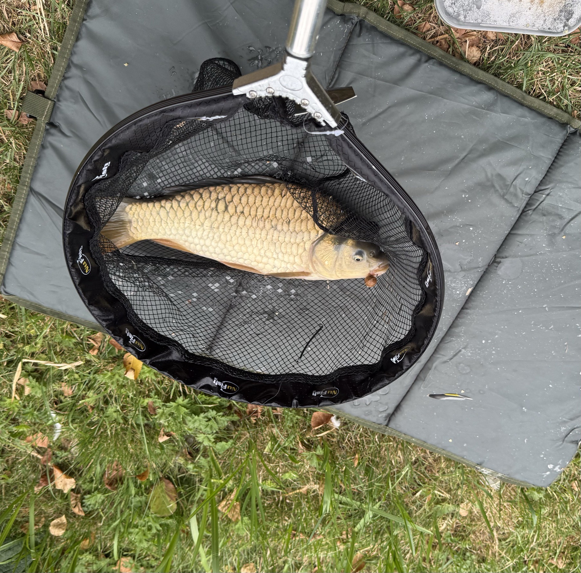 Common Carp caught by chriswatts85