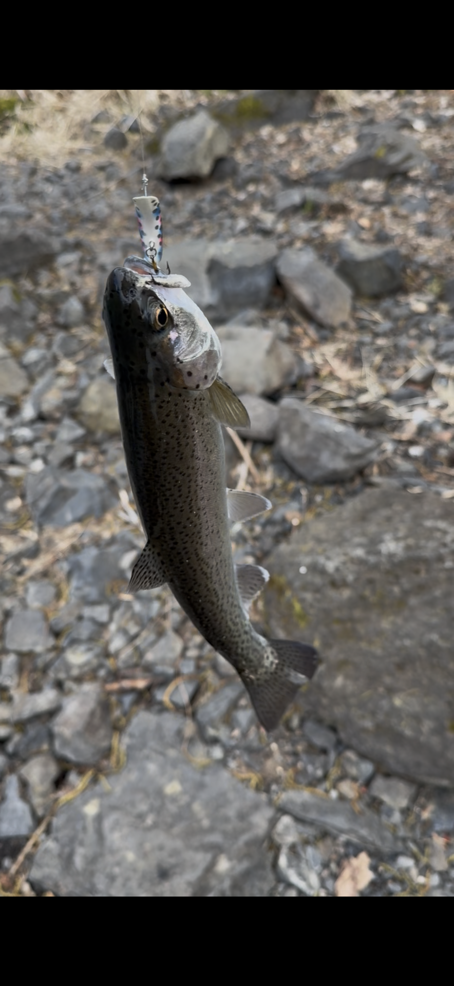Rainbow Trout caught by epo