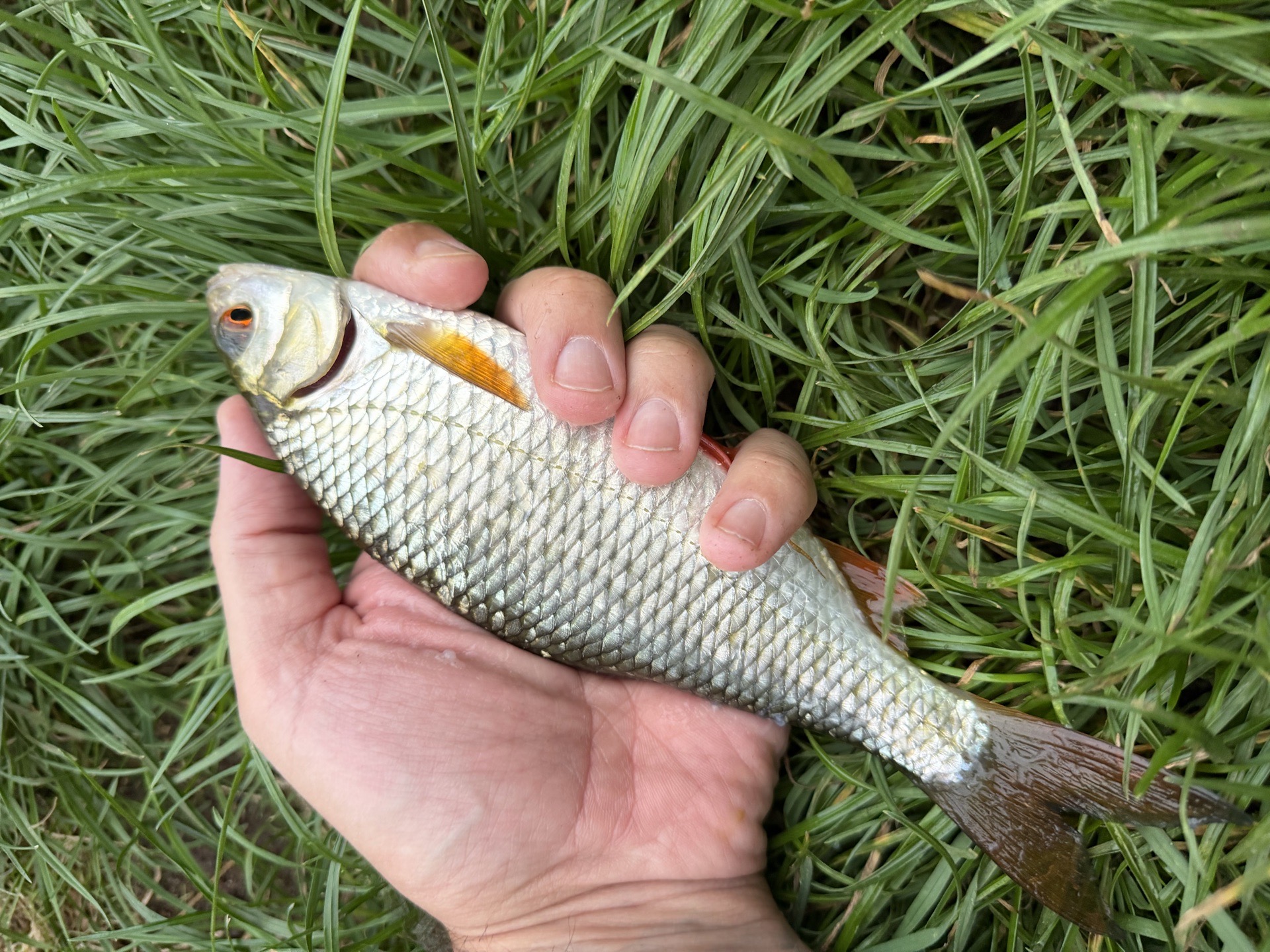 Roach caught by p0ps