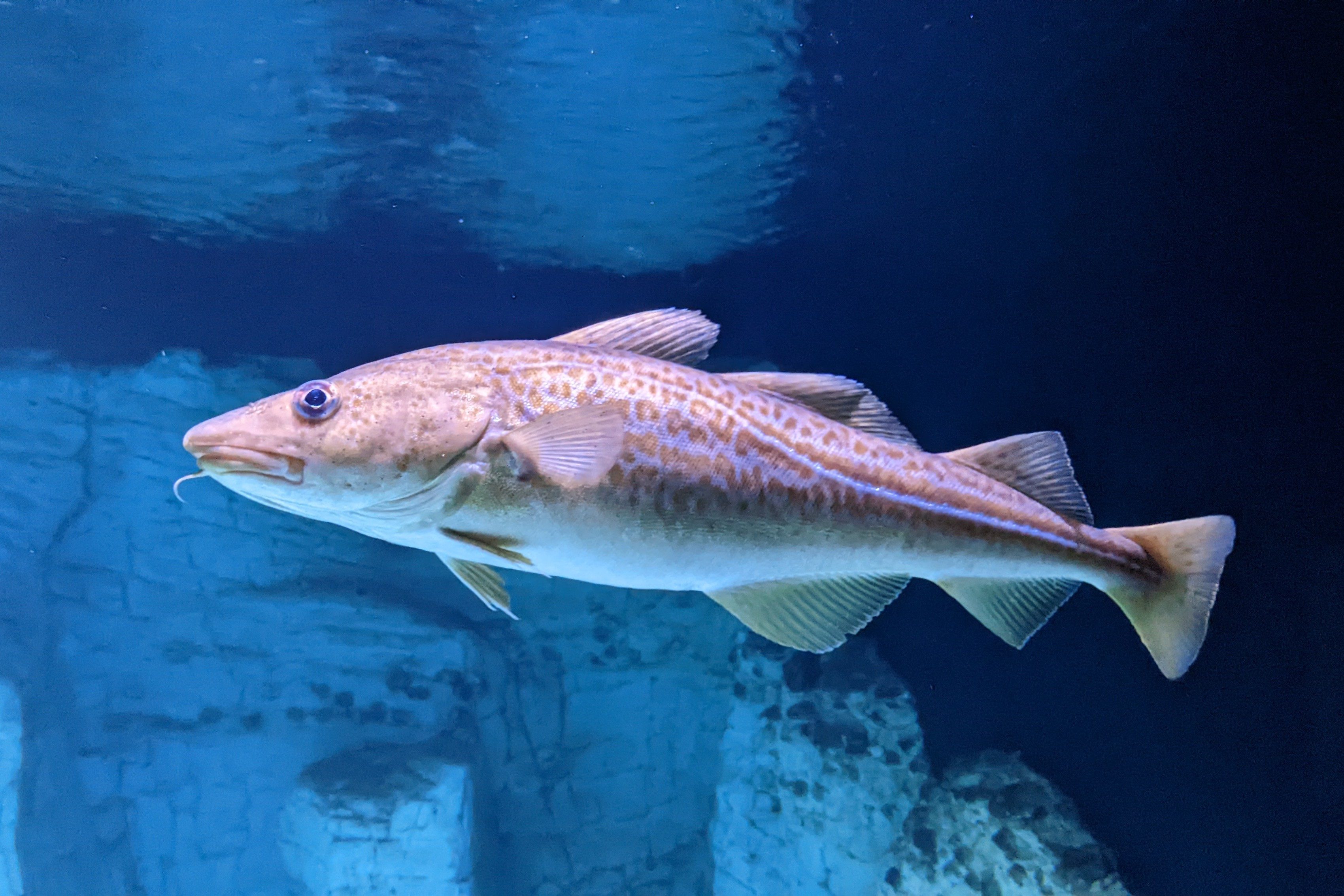 Cod caught by janedoe