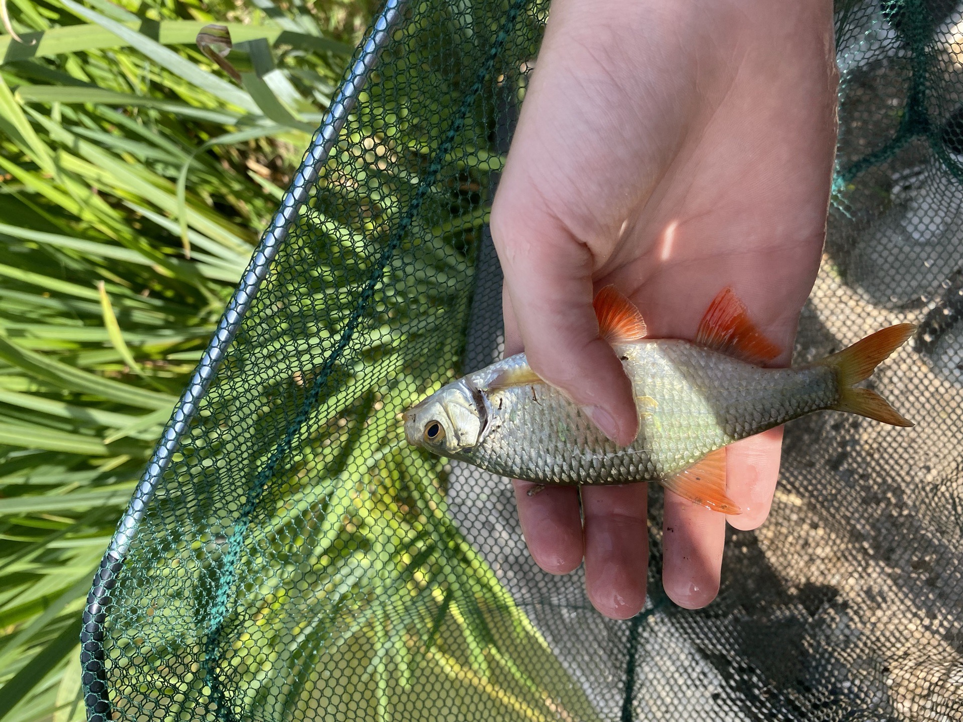 Perch caught by bon_voyag
