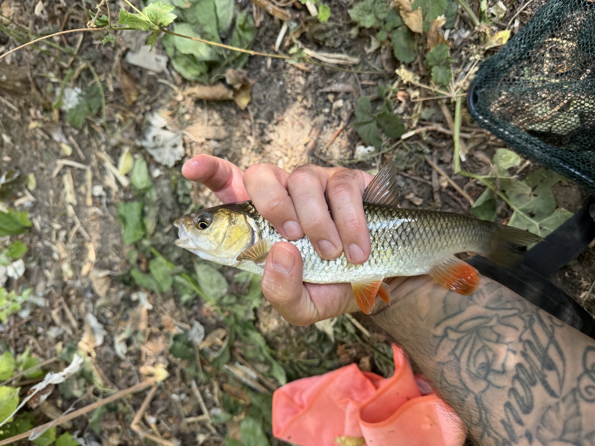 Chub and Barbel caught by p0ps