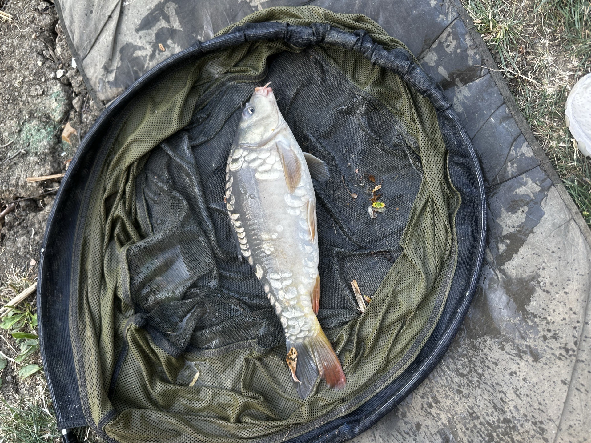 Mirror Carp caught by cbrxn