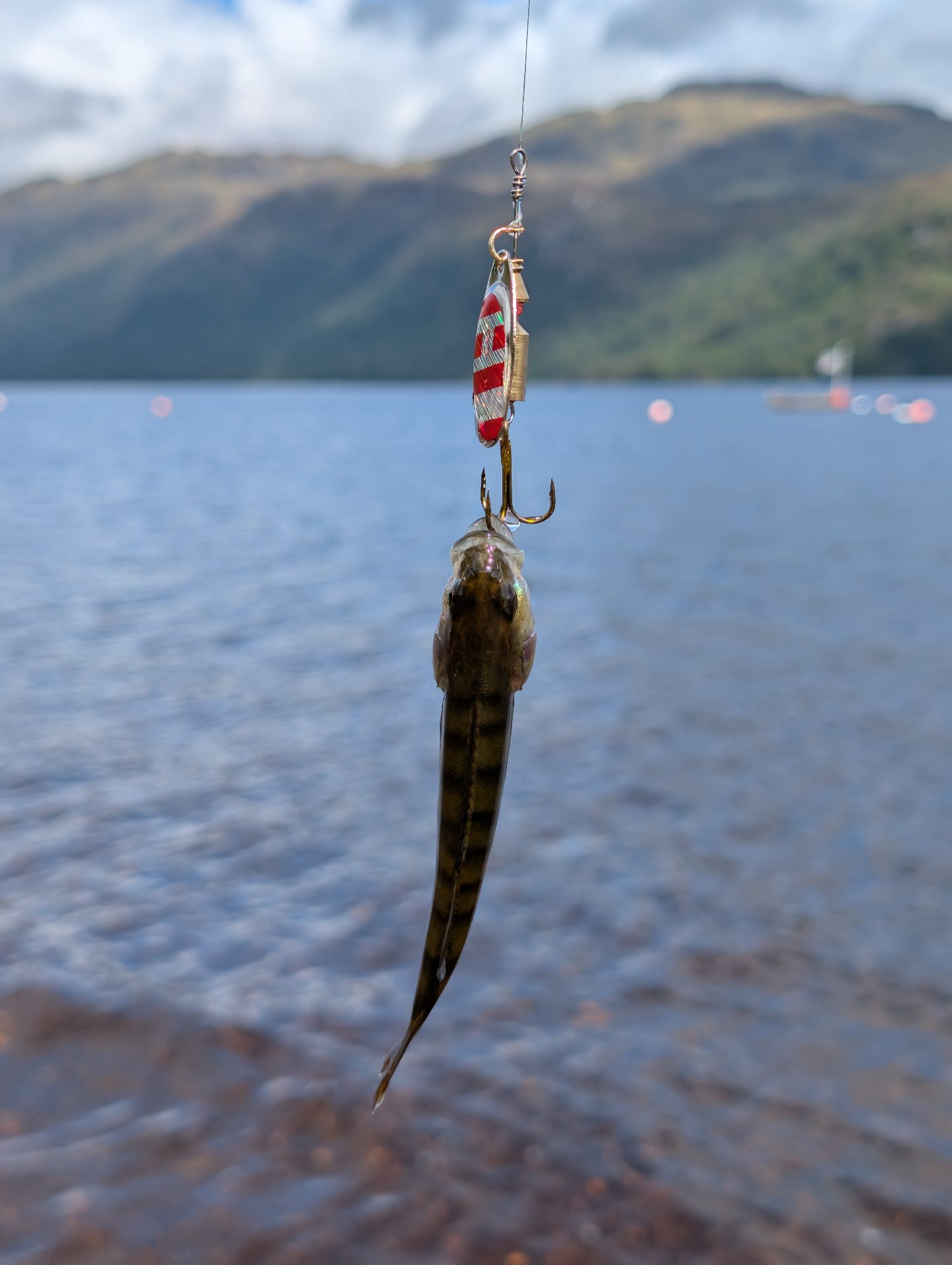 Perch caught by olliebennett