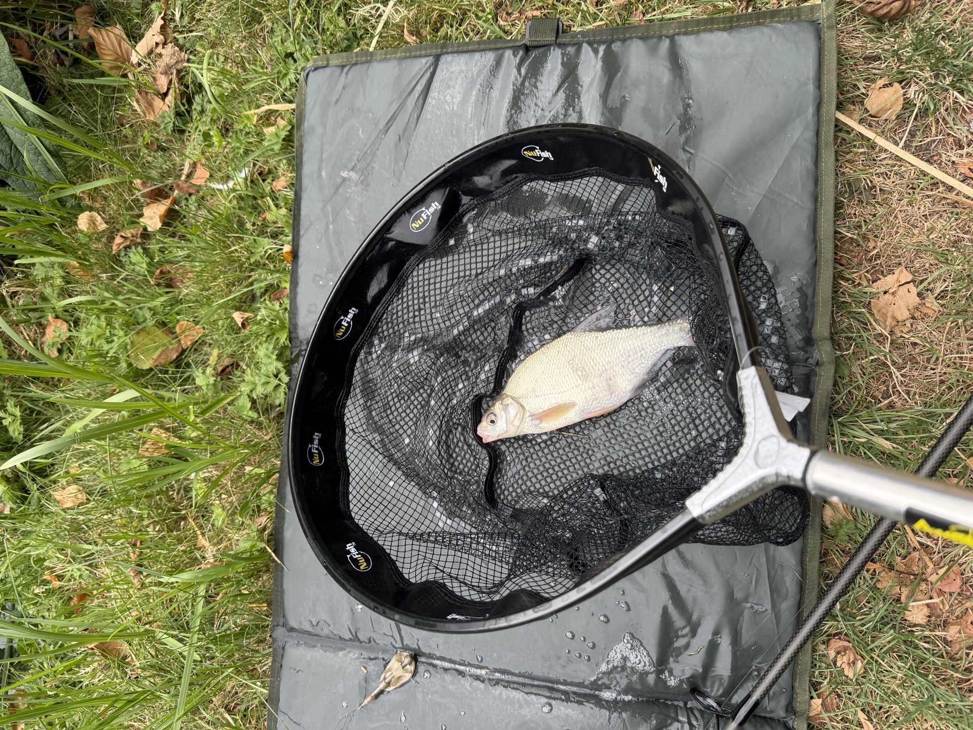 Common Bream caught by chriswatts85