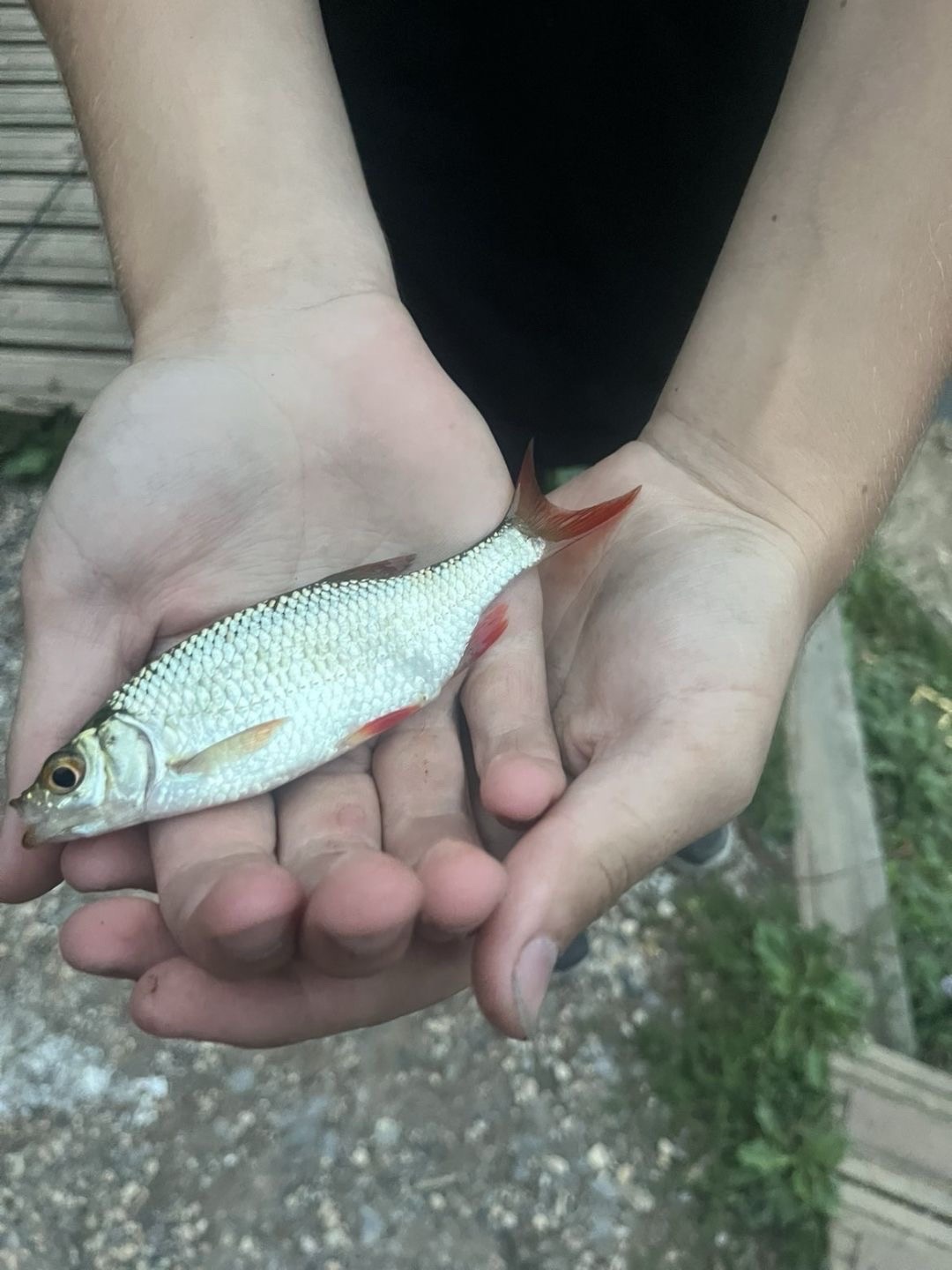 Roach caught by shaneeevans