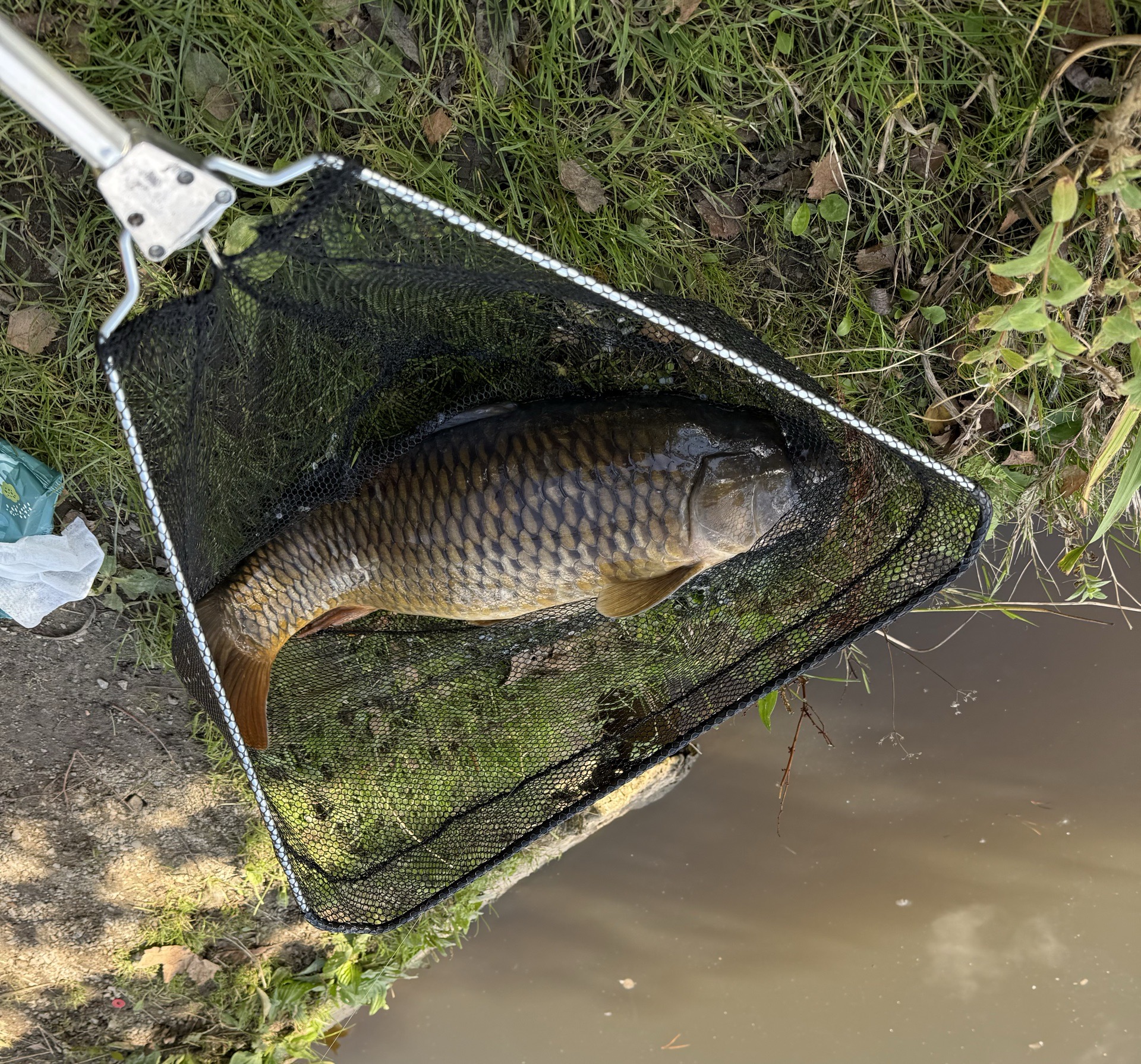 Common Carp caught by chriswatts85