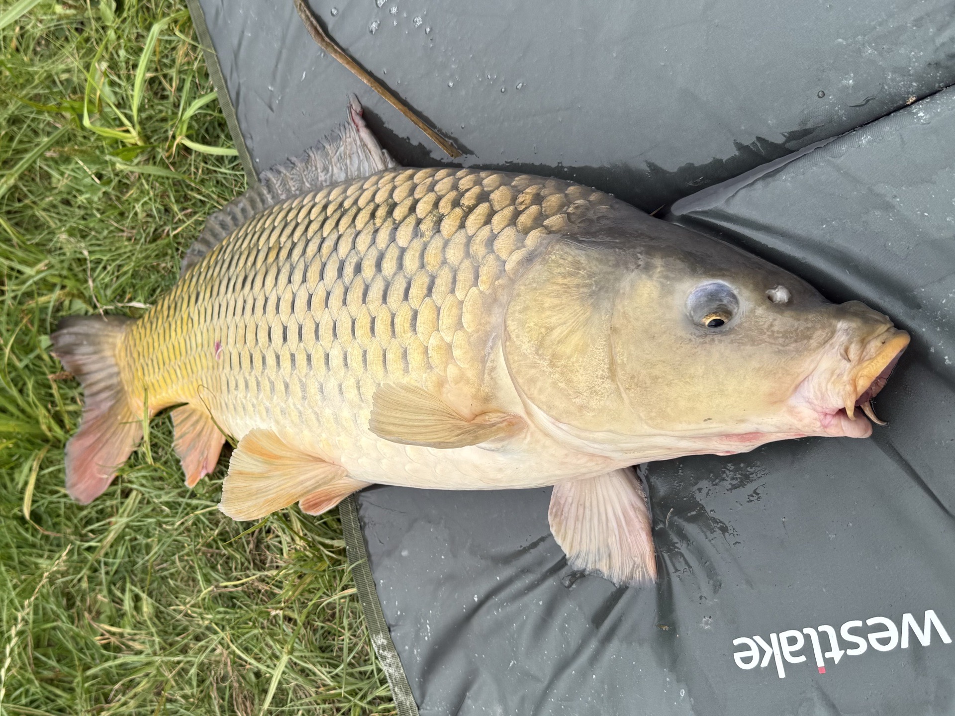 Common Carp caught by chriswatts85