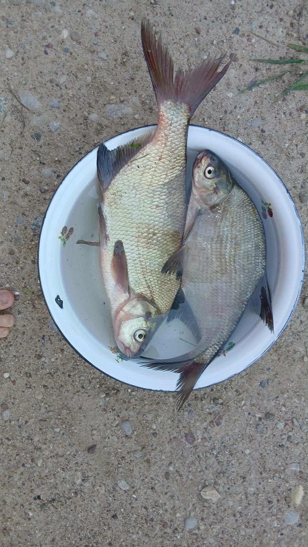 Unknown caught by lucas_fish