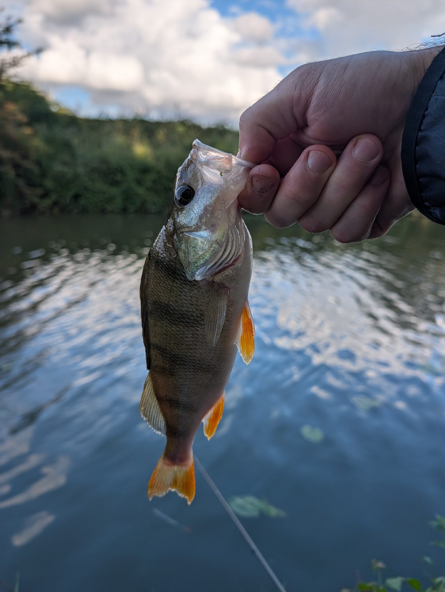 Perch caught by andy