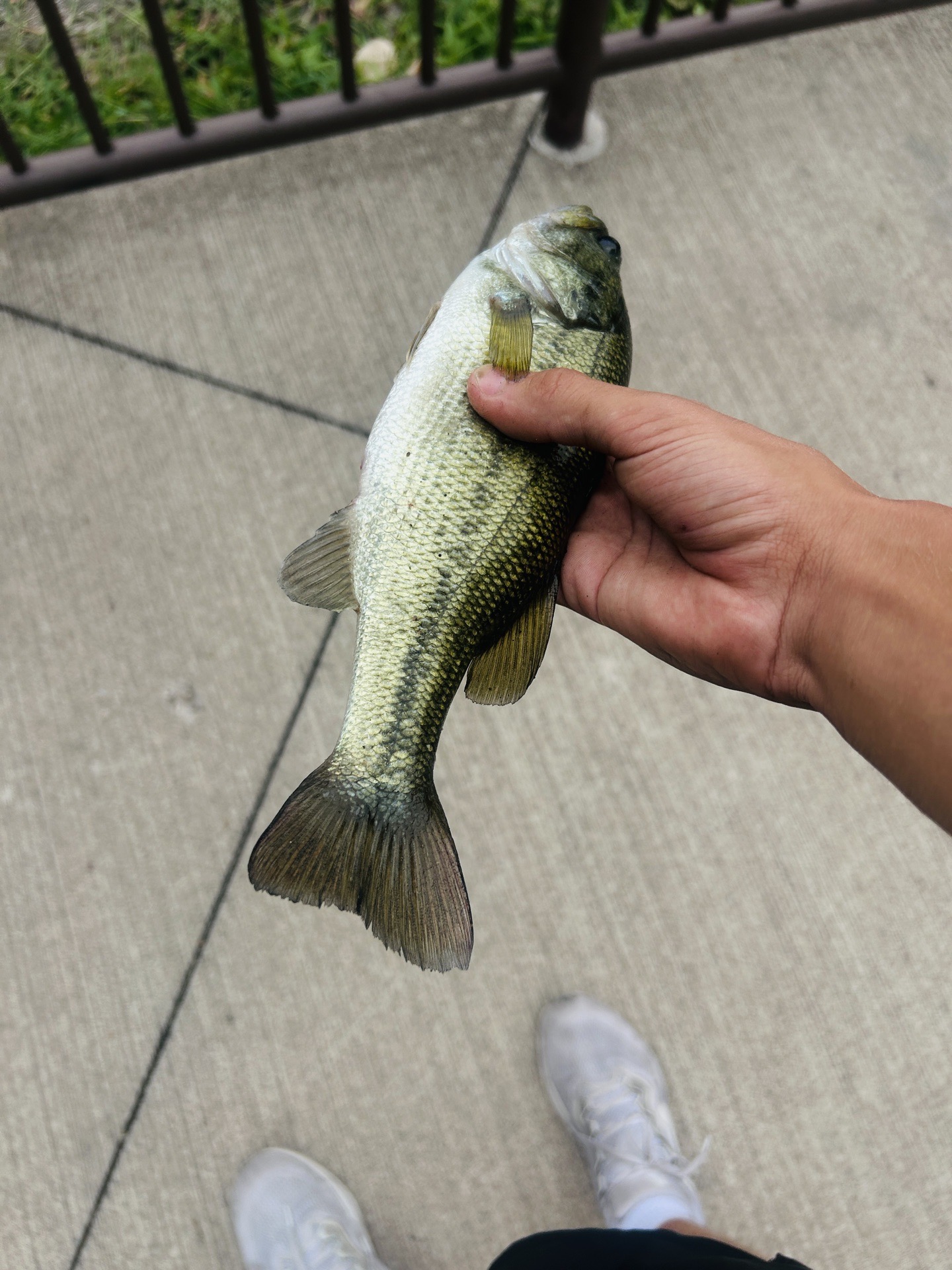 Bass caught by alexa