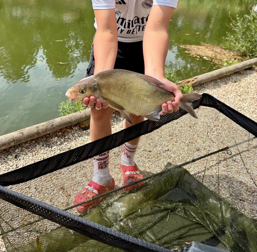 Silver bream caught by samvz