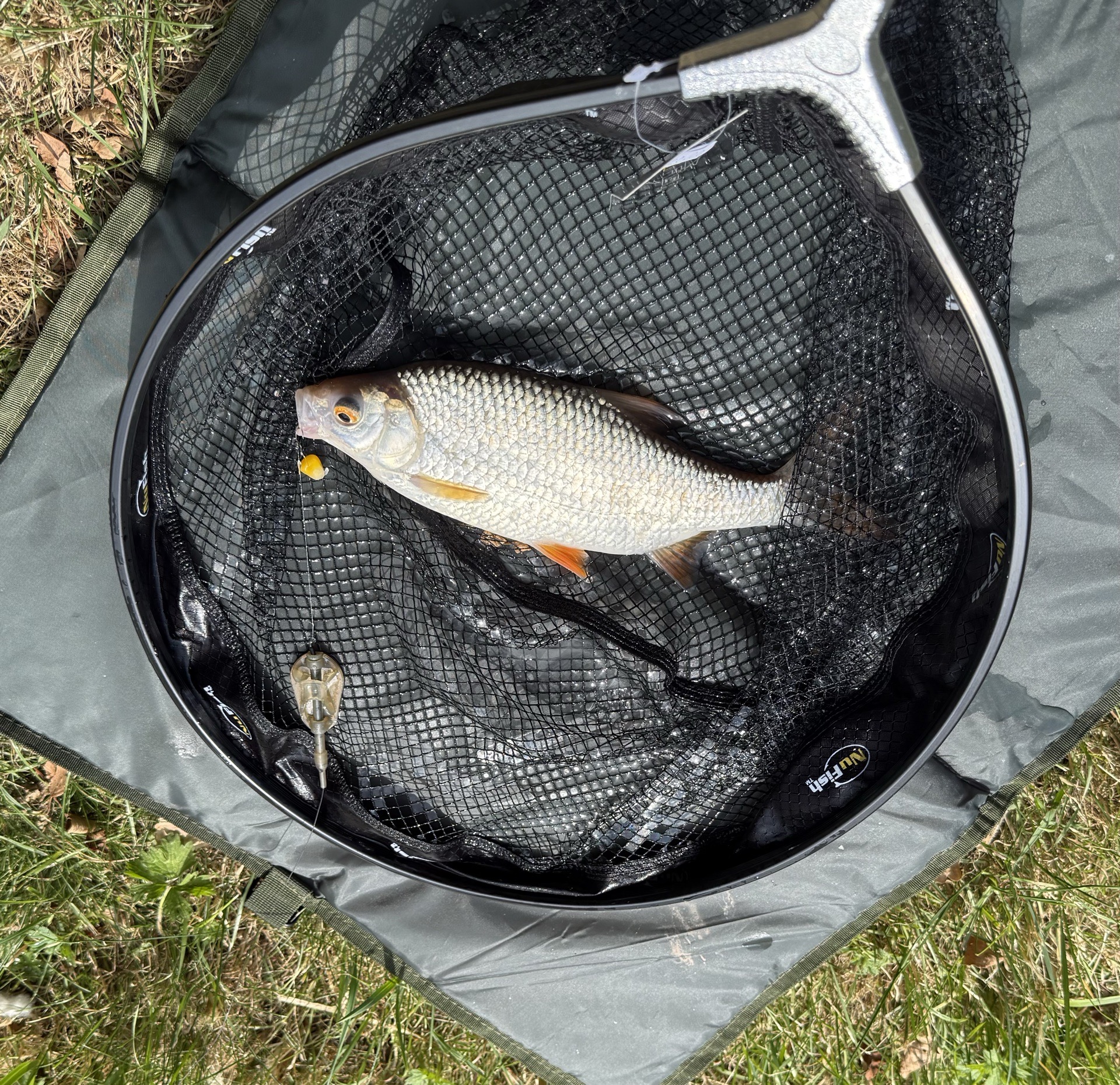 Roach caught by chriswatts85