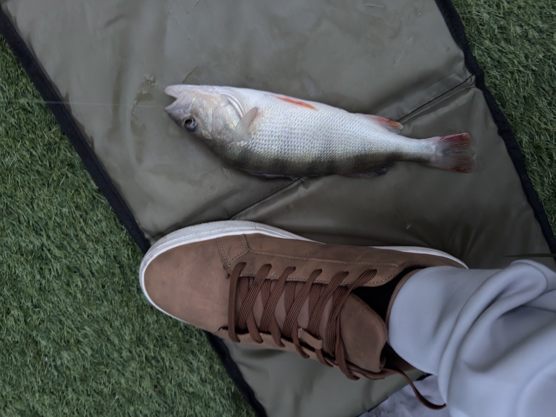 Perch caught by hjm