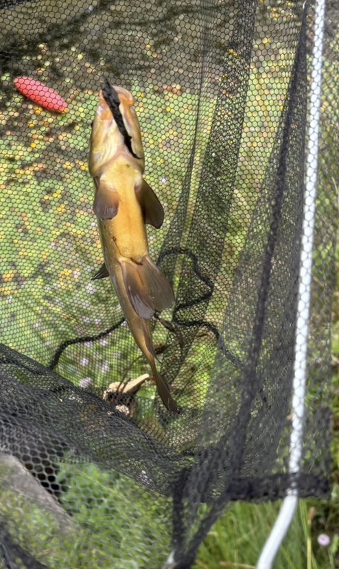 Tench caught by leojamessilasbowen