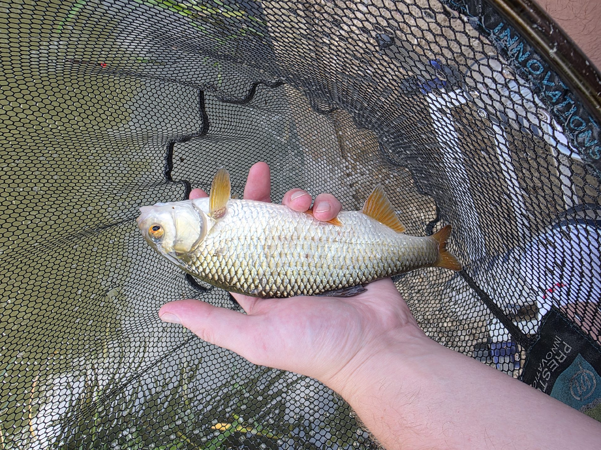 Roach caught by thegafferfm