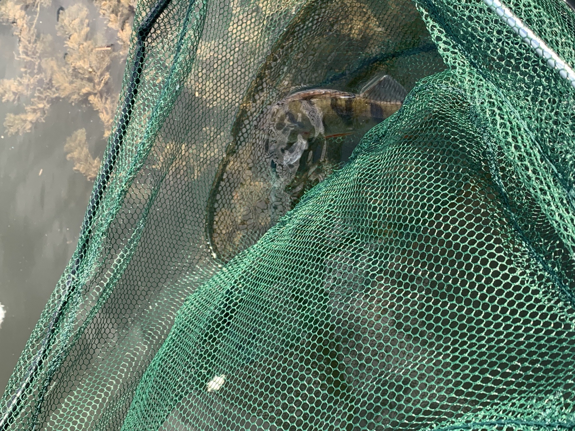 Perch caught by plebsicle