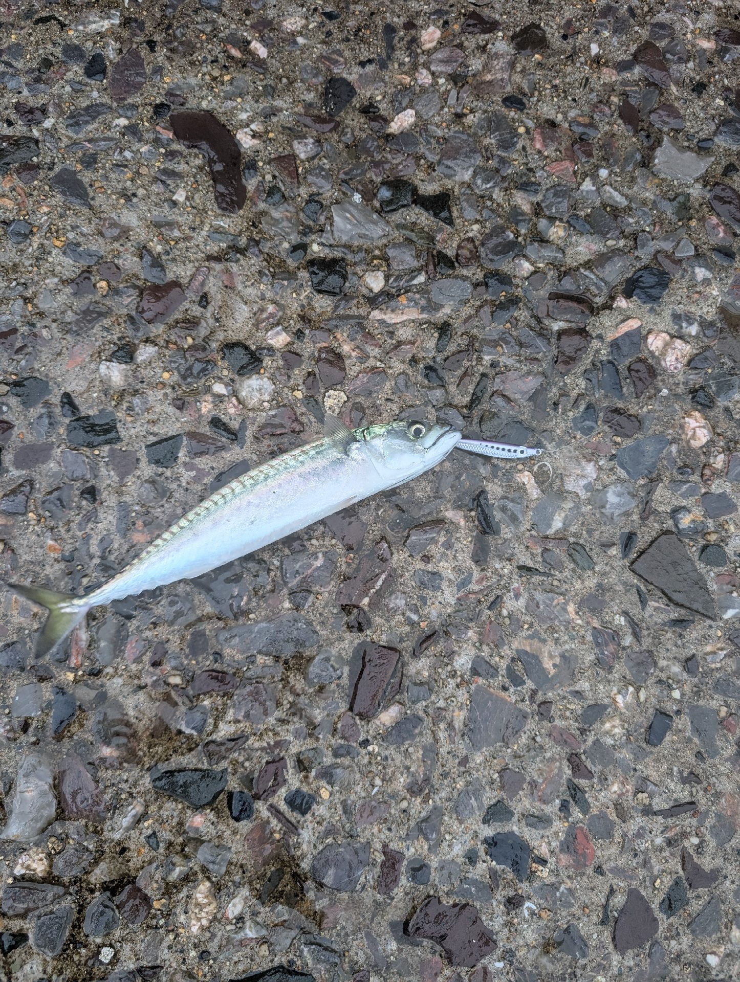 Mackerel caught by Zamzam