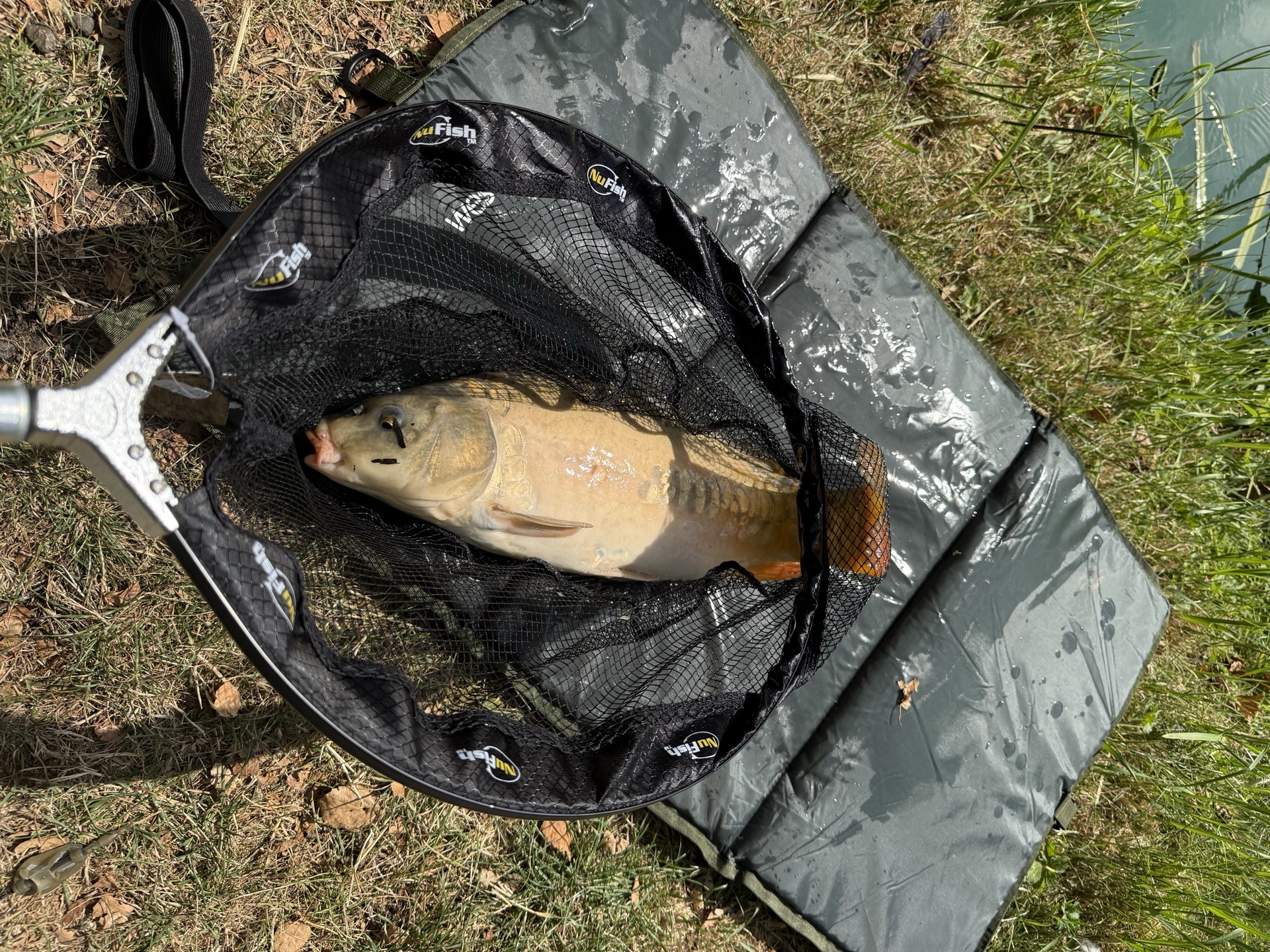 Mirror Carp caught by chriswatts85